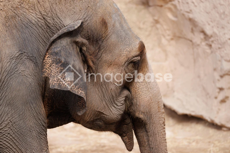 Profile of an Elephant