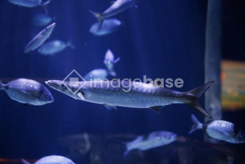 Underwater Exploration