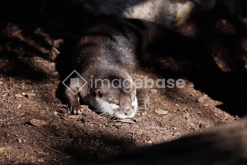 Sleeping Otter in Sunlight