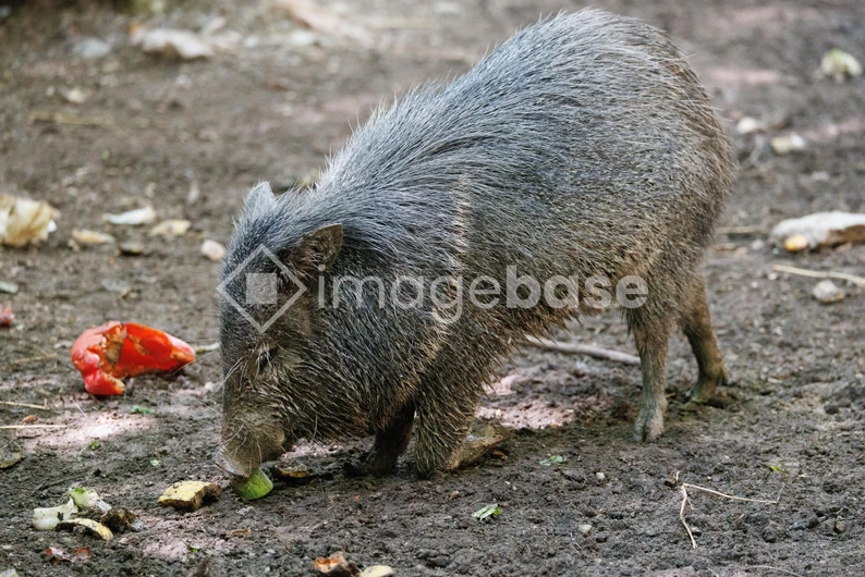 Wild Peccary Feeding