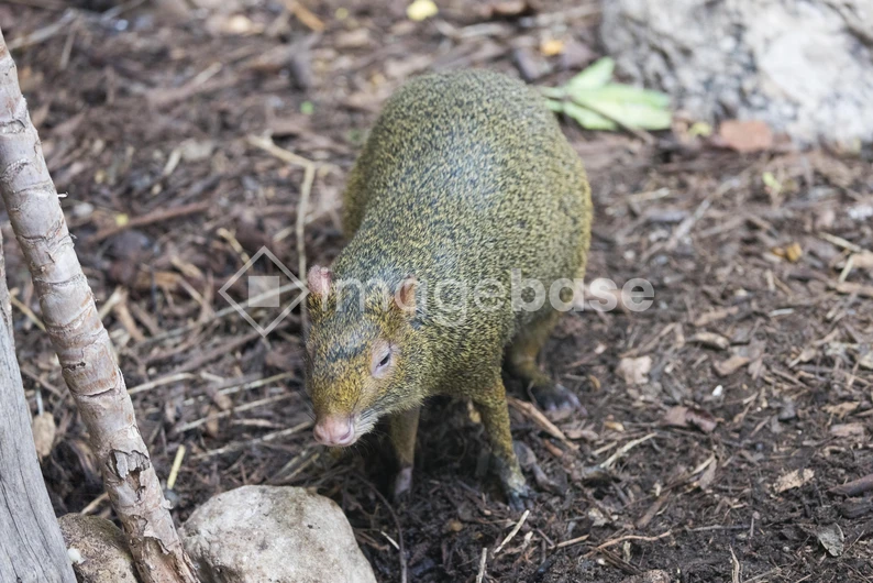 Agouti in Natural Habitat