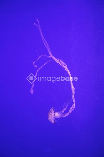 Graceful Jellyfish