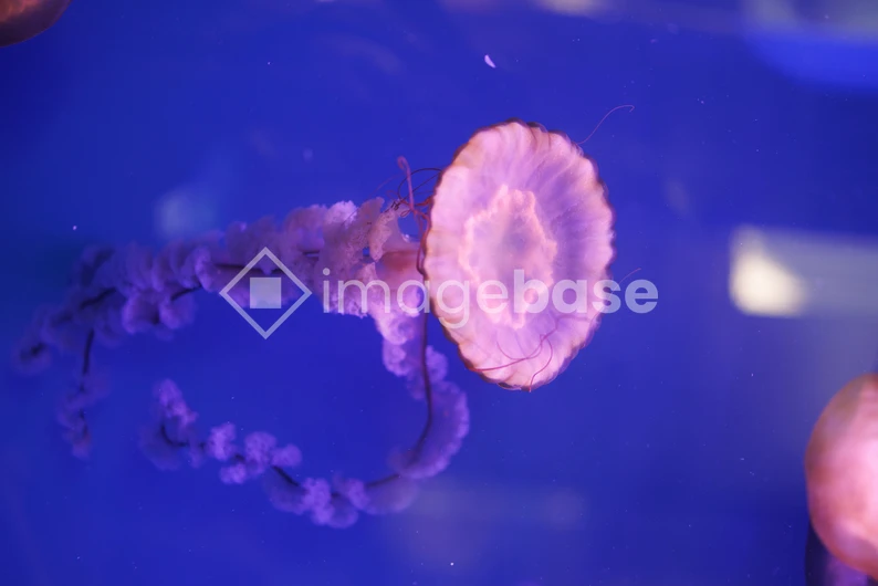 Graceful Jellyfish in Blue Waters