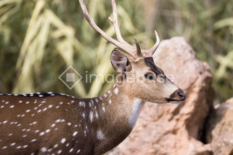 Spotted Deer in Natural Habitat