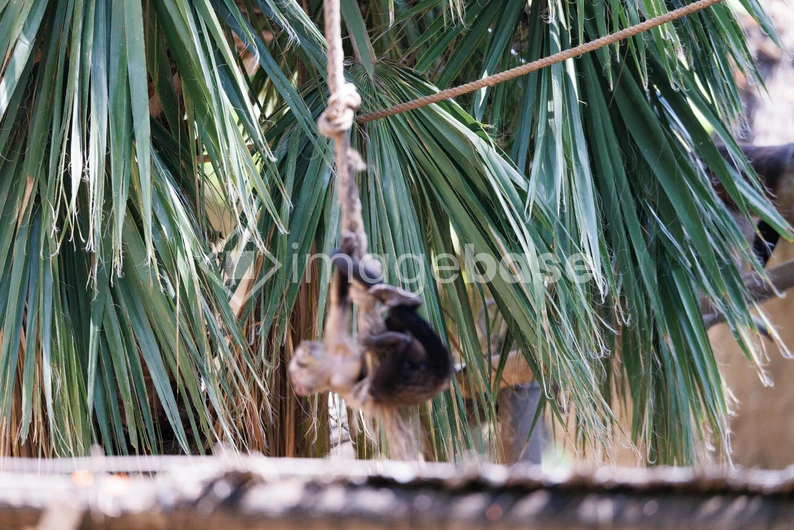 Playful Monkey in Palm Trees