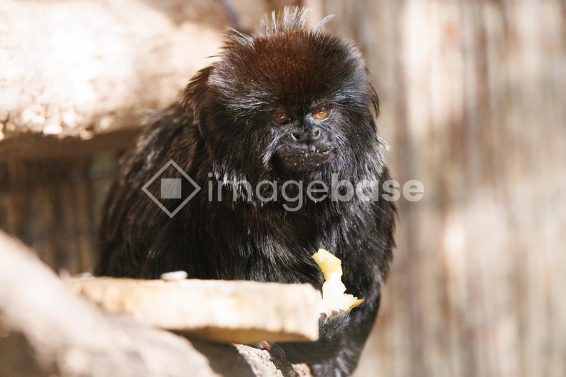 Black Monkey in Habitat