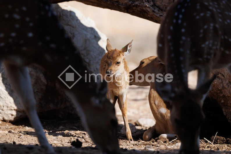 Tender Moment Among Deer