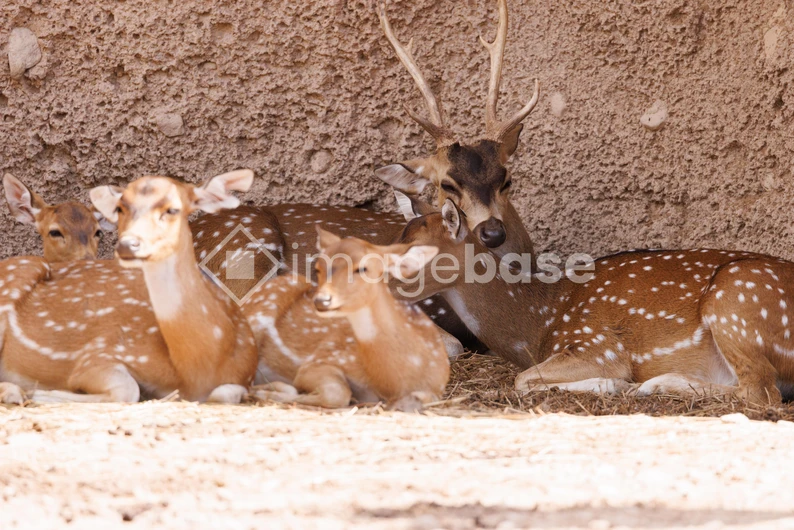 Resting Deer Herd