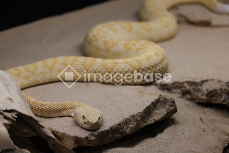 Close-Up of a Yellow Snake