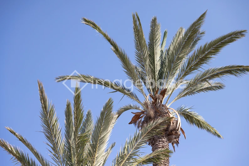 Palm Trees Under Blue Sky