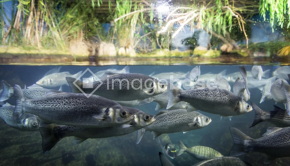Underwater Scene with Fish