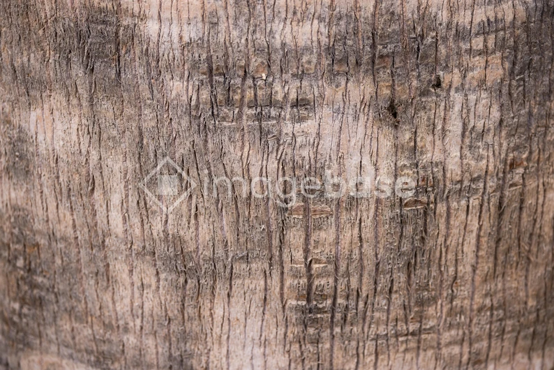 Close-up of Tree Bark Texture