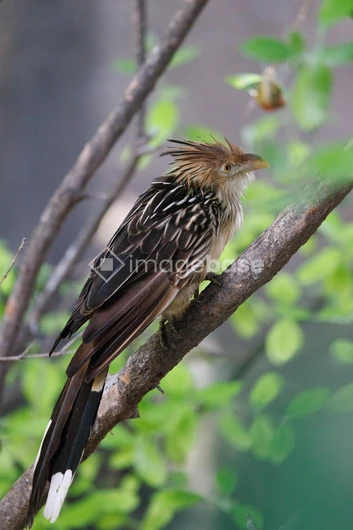 Bird Perched on Branch