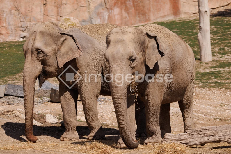 Elephants in a Habitat