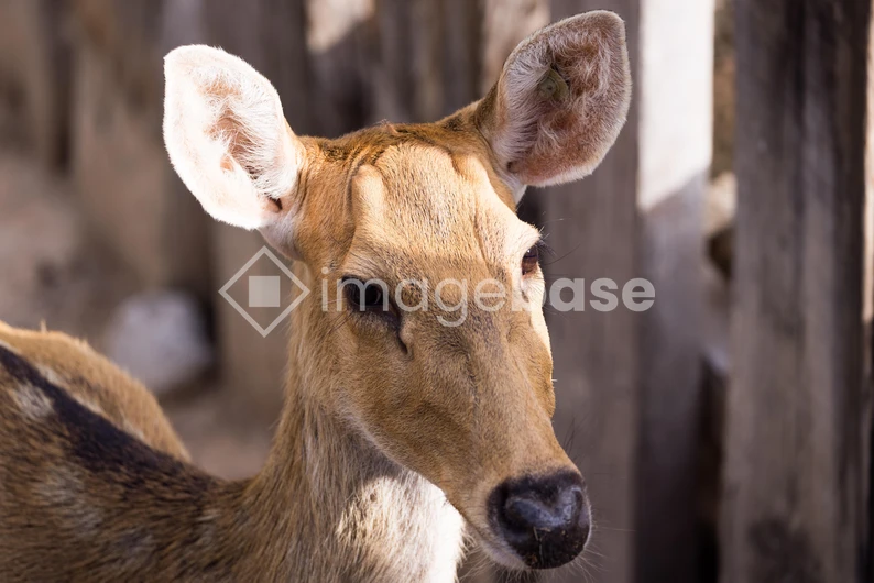 Close-up of a Deer