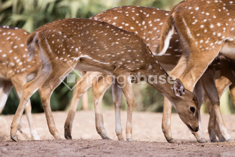 Grazing Deer in Nature