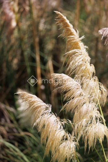 Golden Grasses in Sunlight
