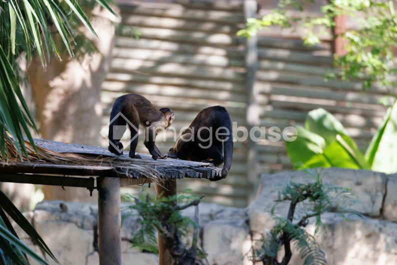 Monkeys on a Rooftop