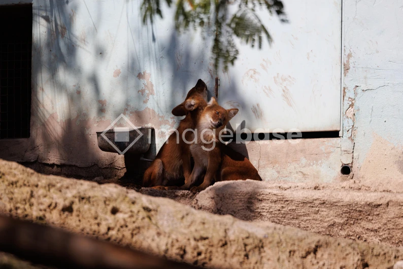 Resting Foxes
