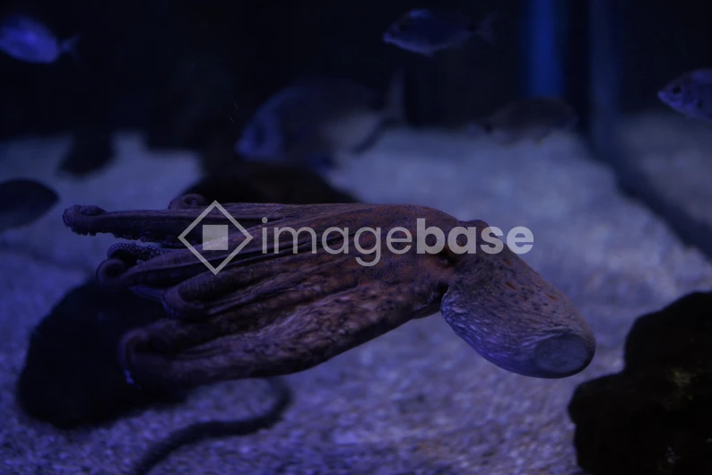 Underwater Octopus