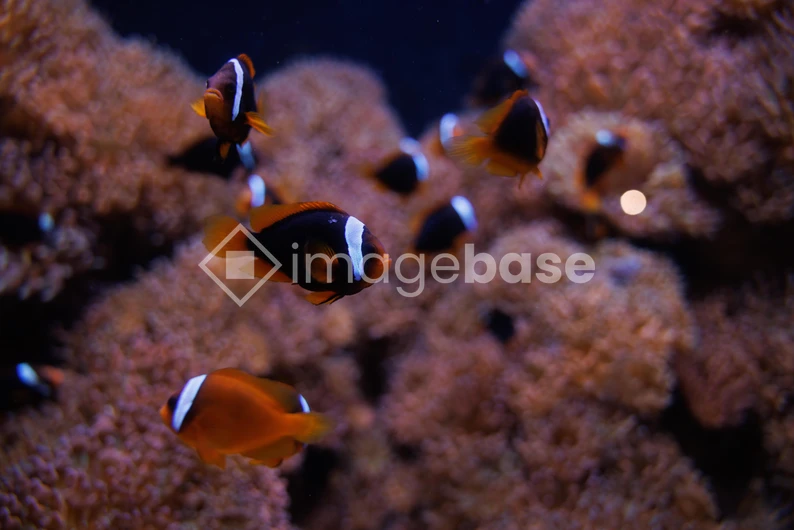 Clownfish Among Corals