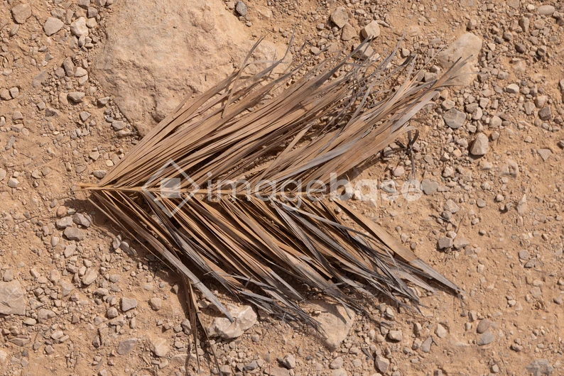Dried Palm Leaf on Ground