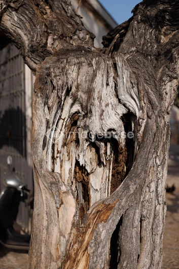 Textured Tree Trunk