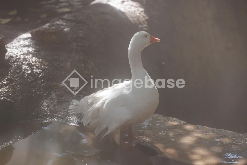 Serene Duck by the Water