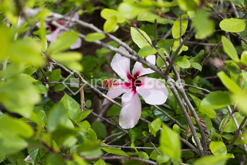 Hibiscus Amidst Greenery