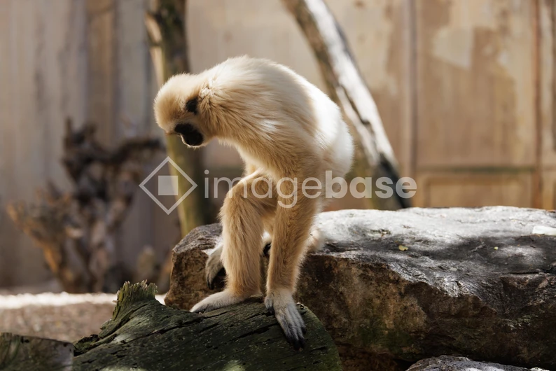 Gibbon on Rock