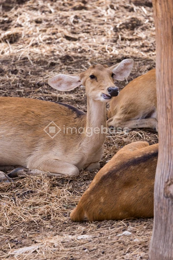 Resting Deer