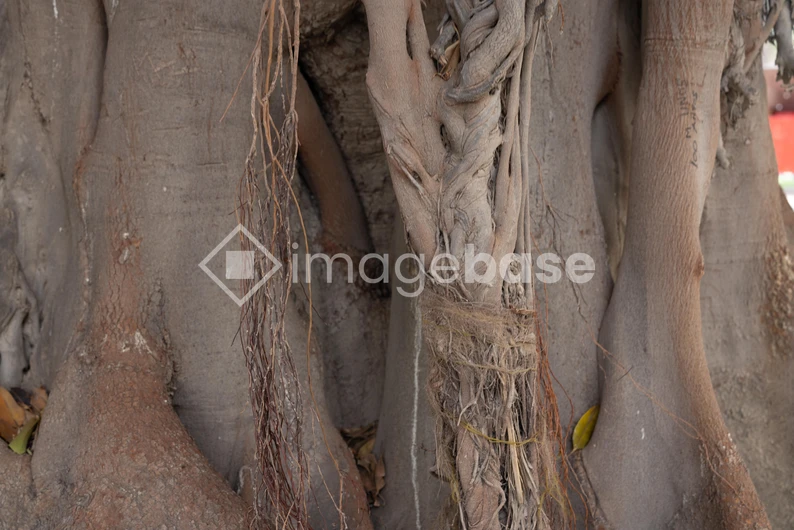 Intricate Tree Bark Patterns