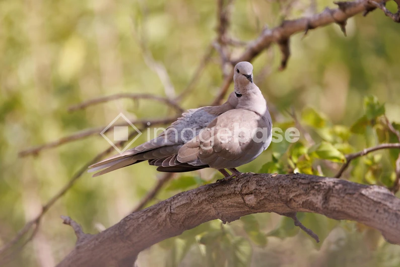 Dove on a Branch