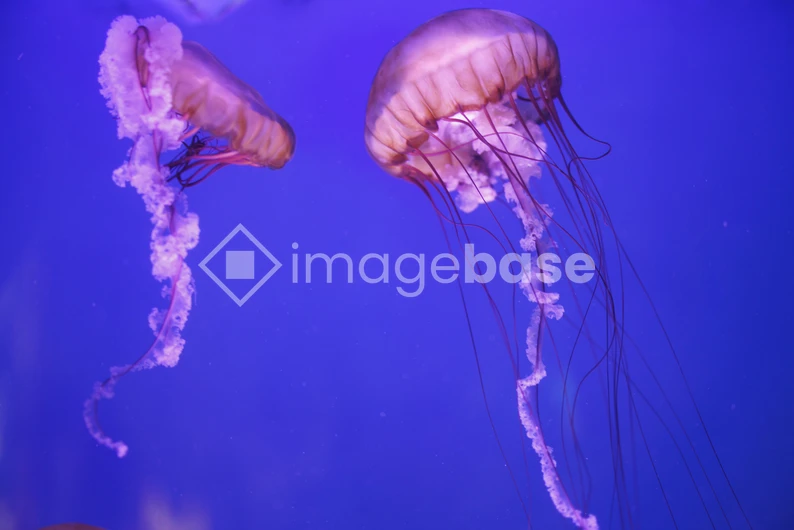 Elegant Jellyfish in Ocean Blue
