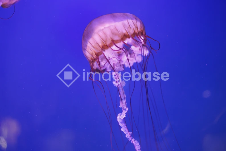 Majestic Jellyfish in Blue Waters