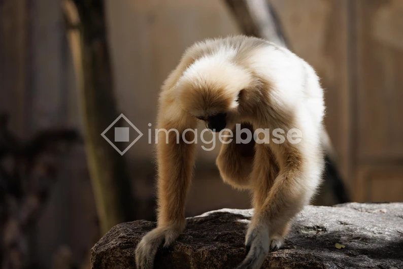 Contemplative Ape in its Habitat