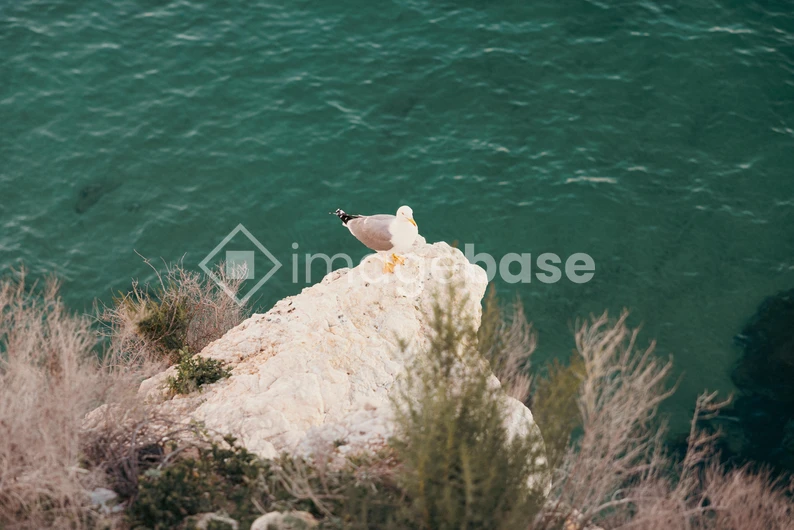 Seagull on a Cliff