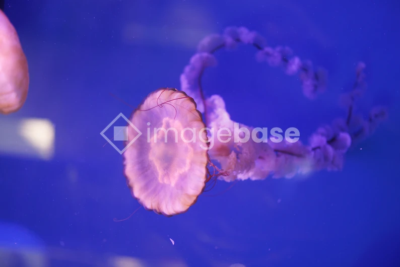 Serene Jellyfish