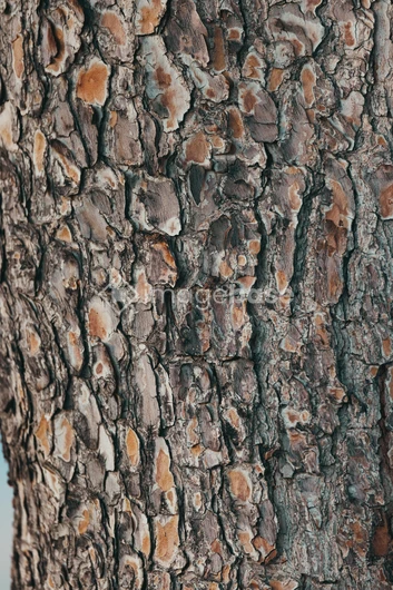 Tree Bark Texture