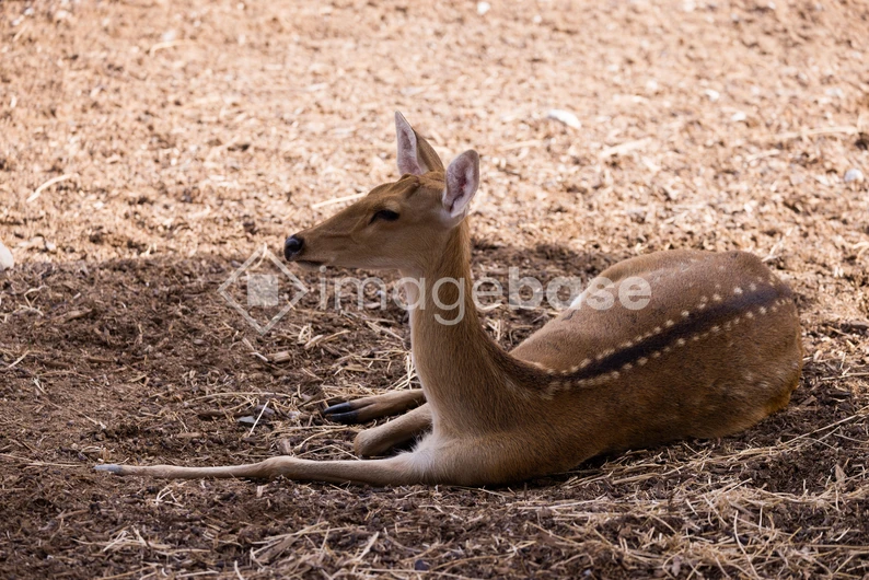 Resting Deer on Ground