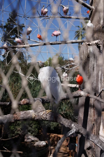 Colorful Birds in an Aviary