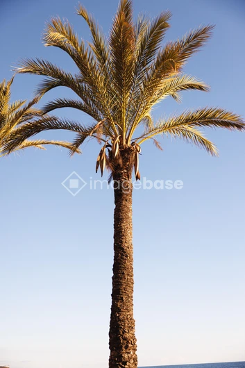 Serene Palm Tree by the Sea