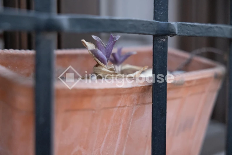 Potted Plant Behind Bars