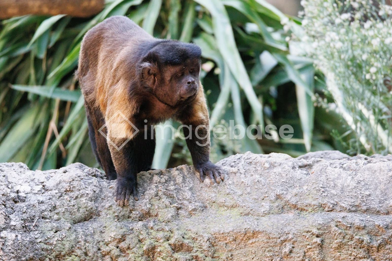 Pensive Monkey on a Rock