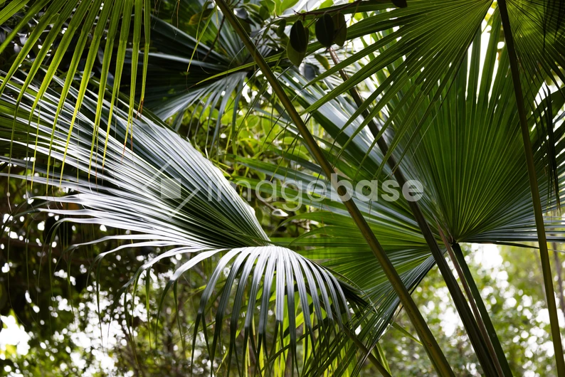 Lush Green Palm Leaves
