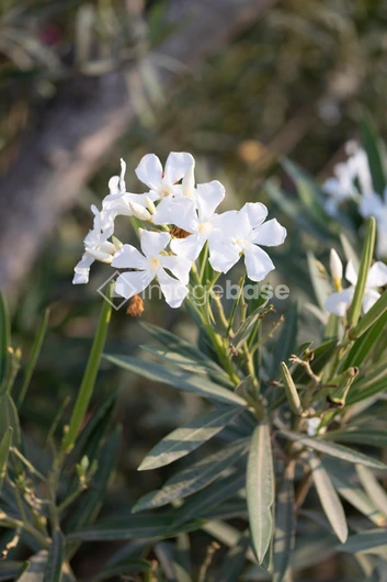 Blooming White Flowers