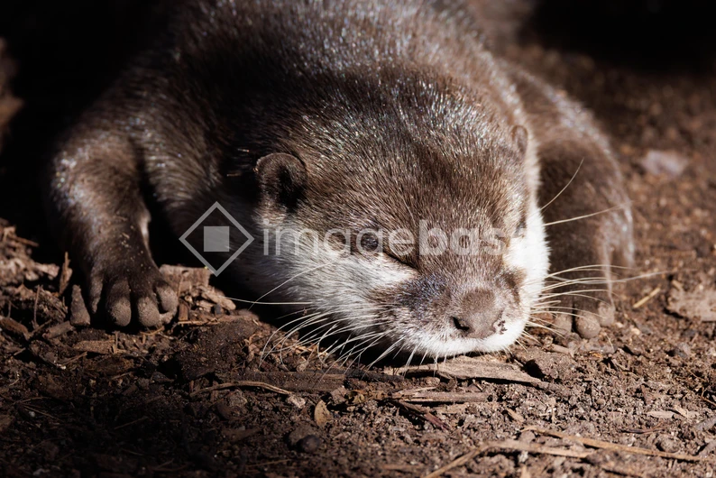 Sleeping Otter