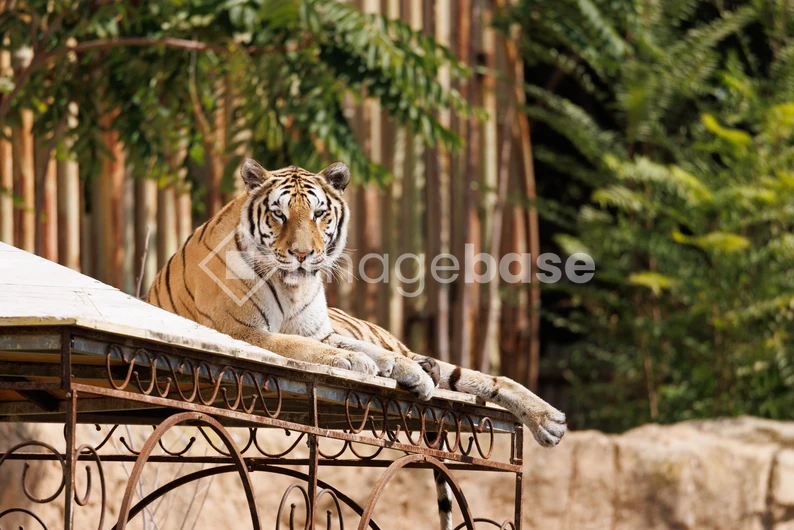 Resting Tiger