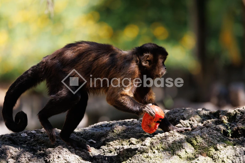 Monkey with a Fruit