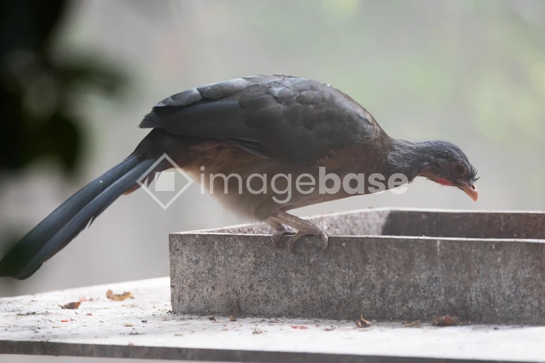 Bird Perched on Ledge